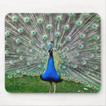 Peacock Plume Mouse Pad