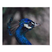 Peacock Portrait Photograph