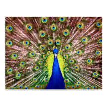 PEACOCK POSTCARDS
