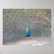 Peacock Poster