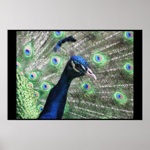 PEACOCK POSTERS