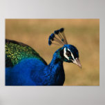 Peacock posters, prints, pictures, images, photos