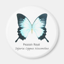 Peacock Royal Butterfly with Name Fridge Magnets