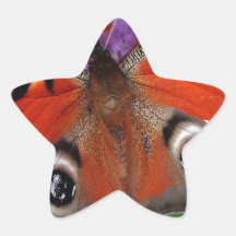 Peacock Sticker