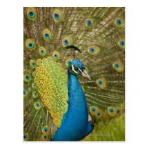 Peacock strutting postcard
