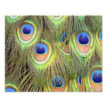 Peacock Tail Photograph