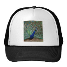 Peacock Trucker Hat