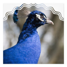 Peafowl Invitations