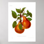 Pear Beurre Durondeau Print