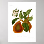 Pear Doyenne du Comice Posters
