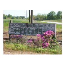 Pecans This Way Sign w/ Azaleas Post Card
