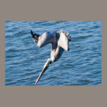 Pelican Angles in a Dive posters
