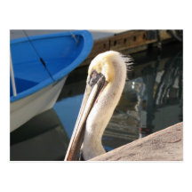 Pelican at the Marina Post Cards