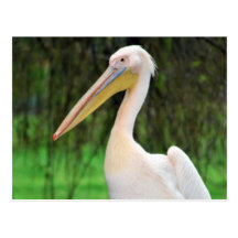 Pelican Beauty Postcards