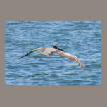 Pelican Flying Low Poster posters