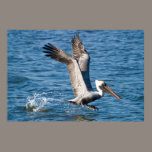 Pelican Takes Flight posters