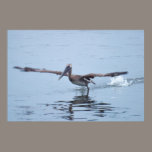 Pelican Walks on Water Poster posters