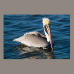 Pelican Watching posters