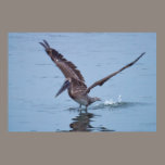 Pelican Water Landing Poster posters