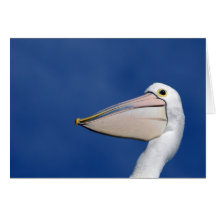 Pelican Whats Up Card