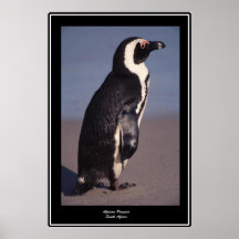 Penguin South Africa Posters