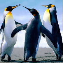 Penguins Cut Out