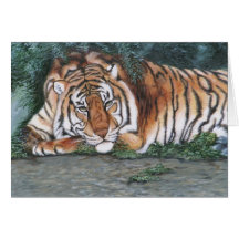 "Pensive Tiger" Card