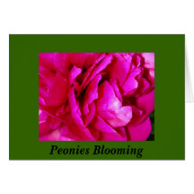 Peonies Blooming Greeting Cards