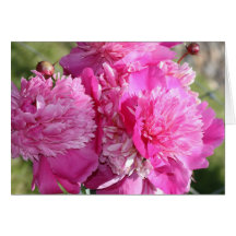 Peony Birthday Card