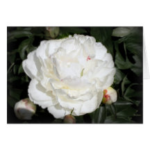 peony card