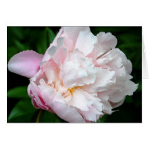 Peony Cards