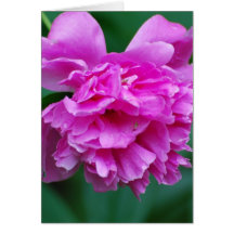 Peony Greeting Card