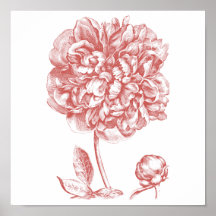 Peony Posters