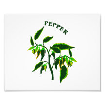 Pepper green plant graphic with word pepper art photo