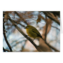 Perched little white eye bird cards