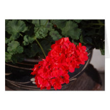 Permanent Red Greeting Card