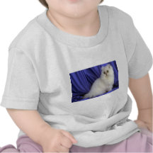 Persian, chinchilla tees
