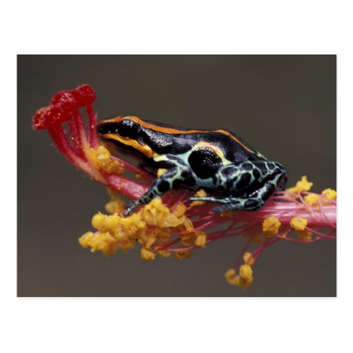 Peru, Peruvian Rain Forest. Poison Arrow Frog Post Cards