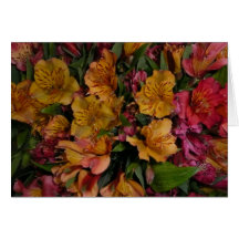 peruvian lily cards