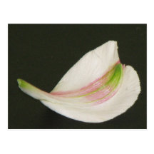 Petal 2 post cards