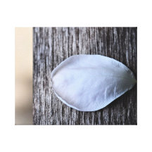 Petal on a Bench Canvas Prints