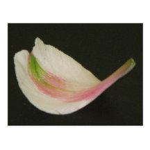 Petal Postcards