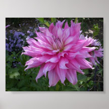 Petal Posters