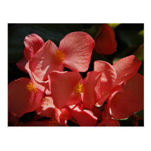 Petals That Shine Postcard