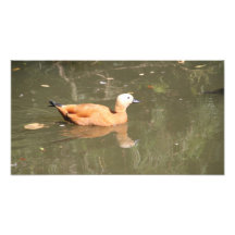Pets Exclusive Photography