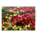 Petunias Card