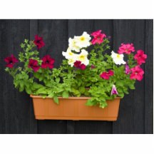 Petunias Hanging In The Pot On The Wooden Wall Acrylic Cut Out