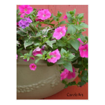 "Petunias Pink Planter" Postcards
