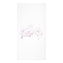 Phalaenopsis Orchids Twilight Rainbow Photo Greeting Card
