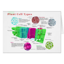Phloem Xylem Sclerenchyma Collenchyma Leaf Greeting Card